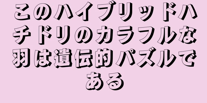このハイブリッドハチドリのカラフルな羽は遺伝的パズルである
