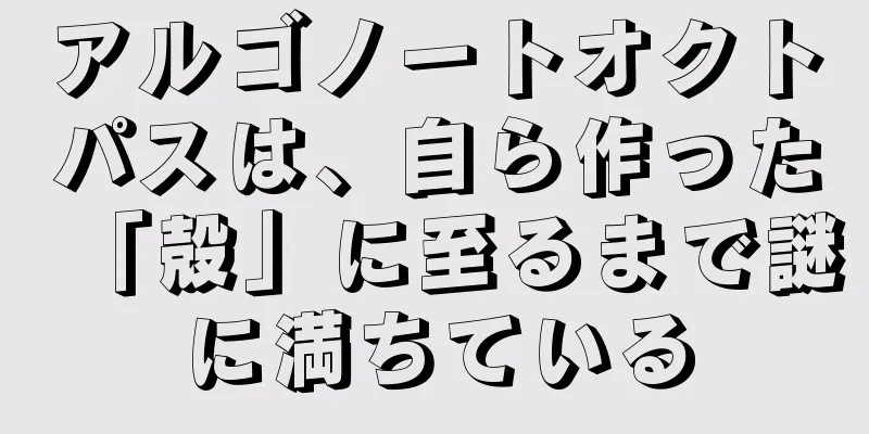 アルゴノートオクトパスは、自ら作った「殻」に至るまで謎に満ちている