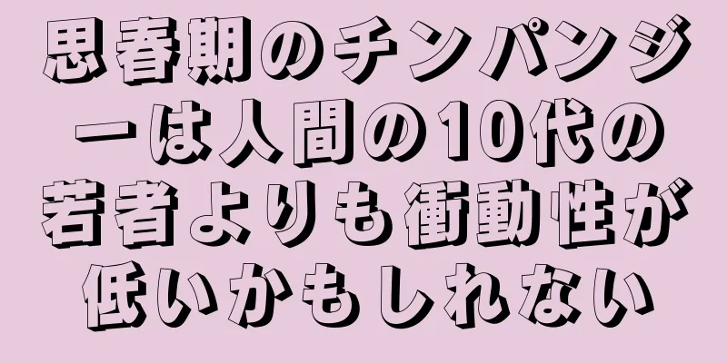 思春期のチンパンジーは人間の10代の若者よりも衝動性が低いかもしれない