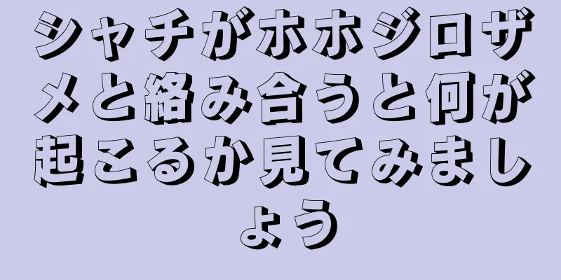 シャチがホホジロザメと絡み合うと何が起こるか見てみましょう
