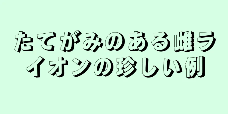 たてがみのある雌ライオンの珍しい例