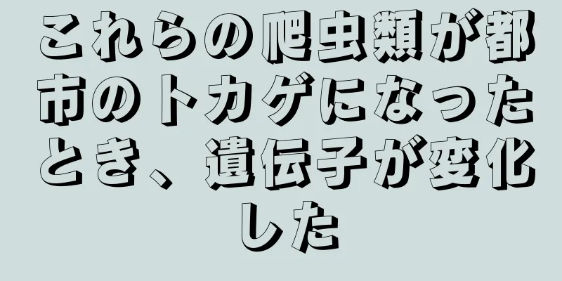 これらの爬虫類が都市のトカゲになったとき、遺伝子が変化した