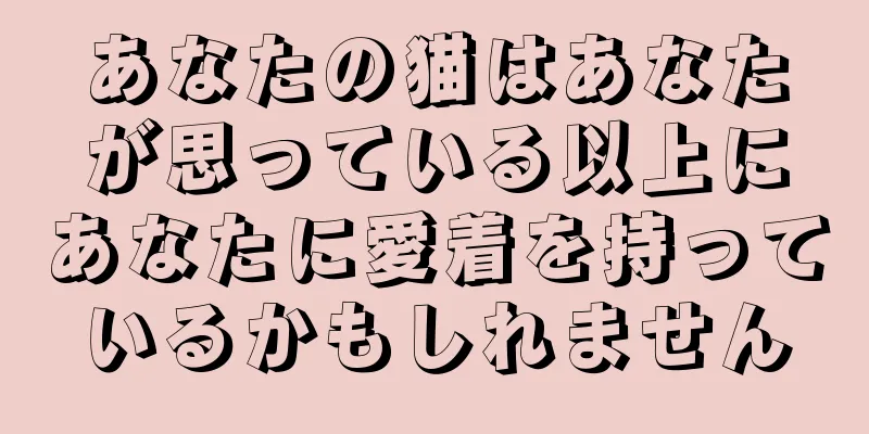 あなたの猫はあなたが思っている以上にあなたに愛着を持っているかもしれません