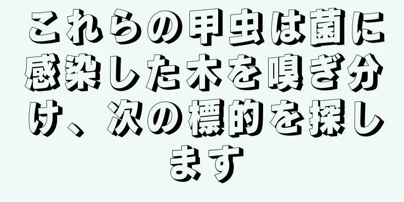 これらの甲虫は菌に感染した木を嗅ぎ分け、次の標的を探します