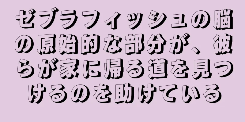 ゼブラフィッシュの脳の原始的な部分が、彼らが家に帰る道を見つけるのを助けている