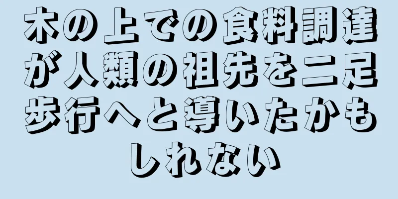 木の上での食料調達が人類の祖先を二足歩行へと導いたかもしれない