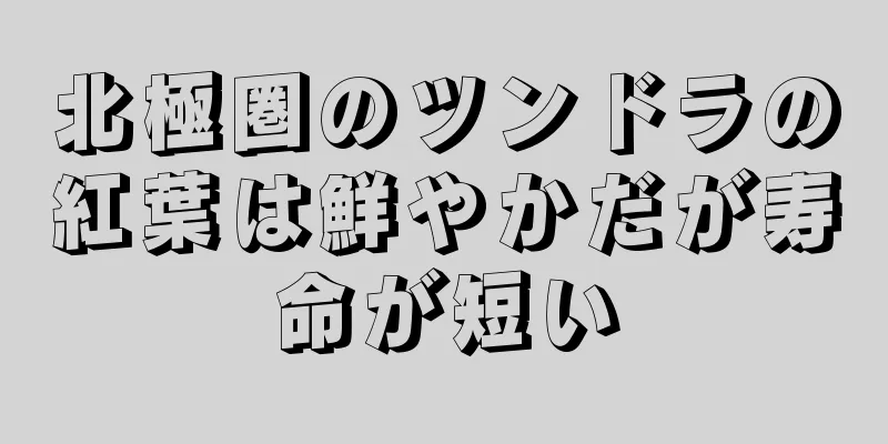 北極圏のツンドラの紅葉は鮮やかだが寿命が短い