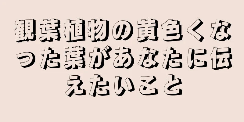 観葉植物の黄色くなった葉があなたに伝えたいこと