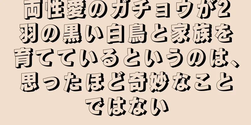 両性愛のガチョウが2羽の黒い白鳥と家族を育てているというのは、思ったほど奇妙なことではない