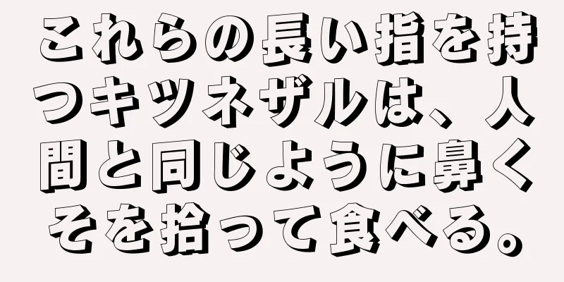 これらの長い指を持つキツネザルは、人間と同じように鼻くそを拾って食べる。