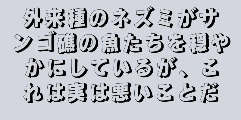 外来種のネズミがサンゴ礁の魚たちを穏やかにしているが、これは実は悪いことだ