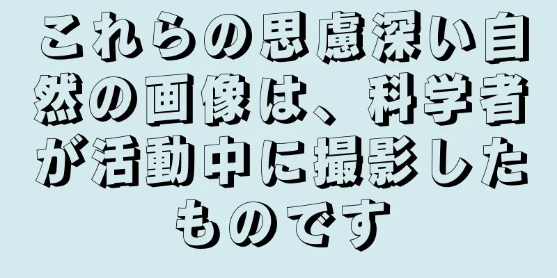これらの思慮深い自然の画像は、科学者が活動中に撮影したものです