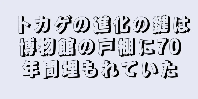 トカゲの進化の鍵は博物館の戸棚に70年間埋もれていた