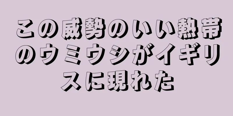 この威勢のいい熱帯のウミウシがイギリスに現れた