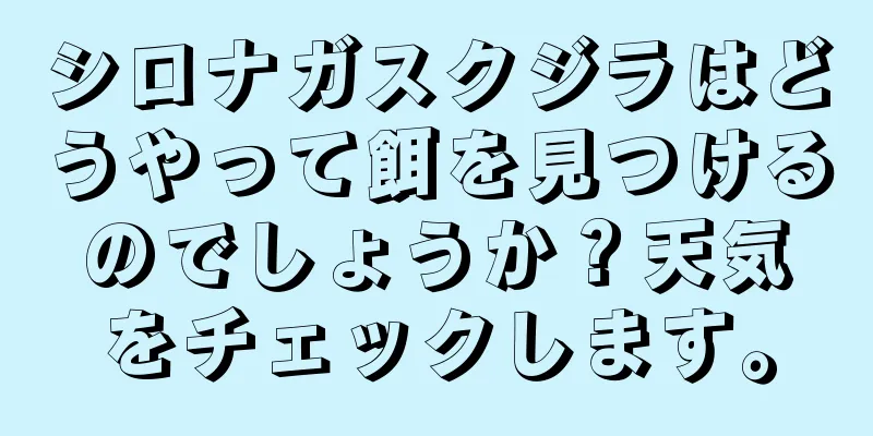 シロナガスクジラはどうやって餌を見つけるのでしょうか？天気をチェックします。