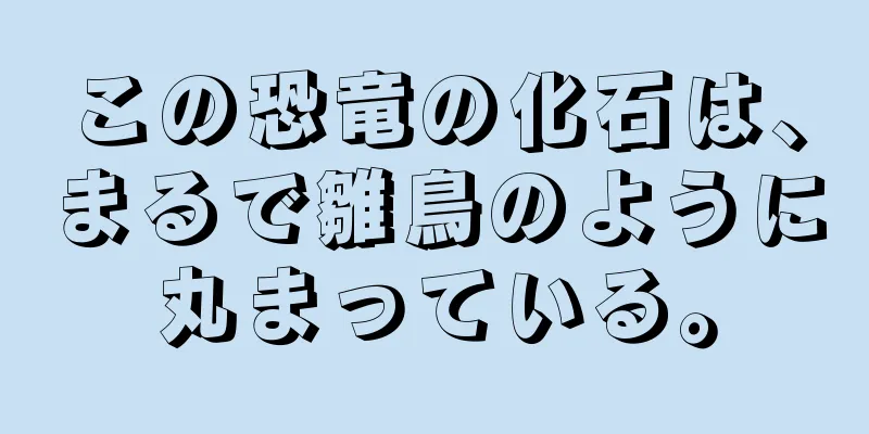 この恐竜の化石は、まるで雛鳥のように丸まっている。