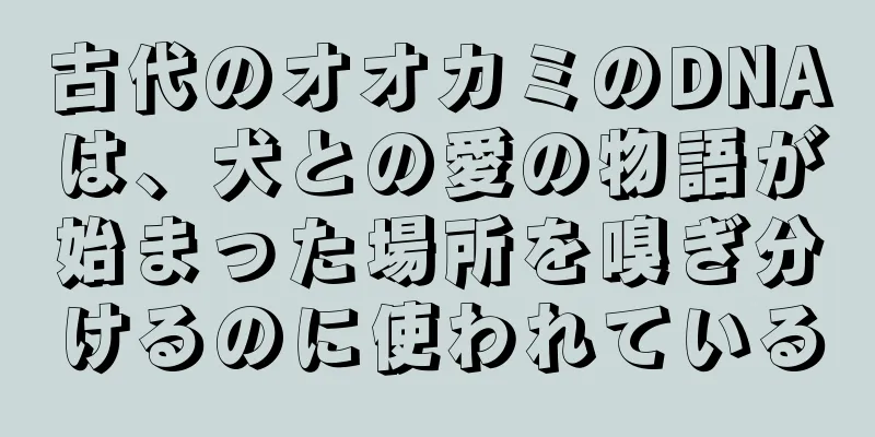 古代のオオカミのDNAは、犬との愛の物語が始まった場所を嗅ぎ分けるのに使われている
