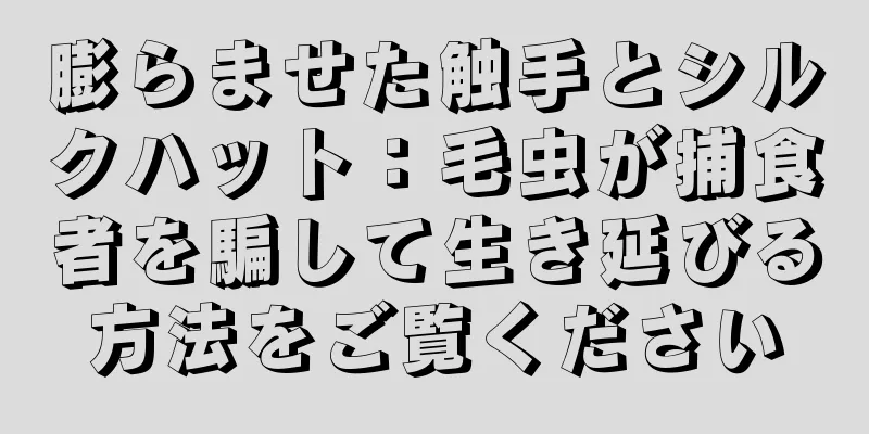 膨らませた触手とシルクハット：毛虫が捕食者を騙して生き延びる方法をご覧ください