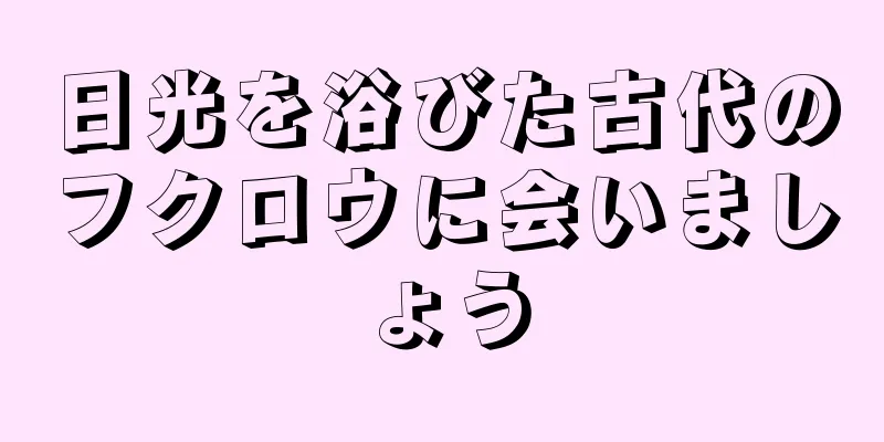 日光を浴びた古代のフクロウに会いましょう