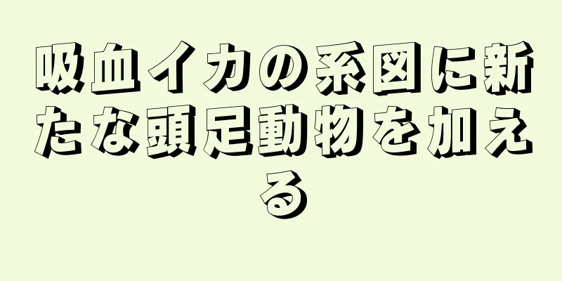 吸血イカの系図に新たな頭足動物を加える