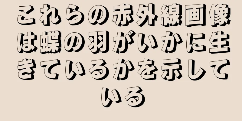 これらの赤外線画像は蝶の羽がいかに生きているかを示している