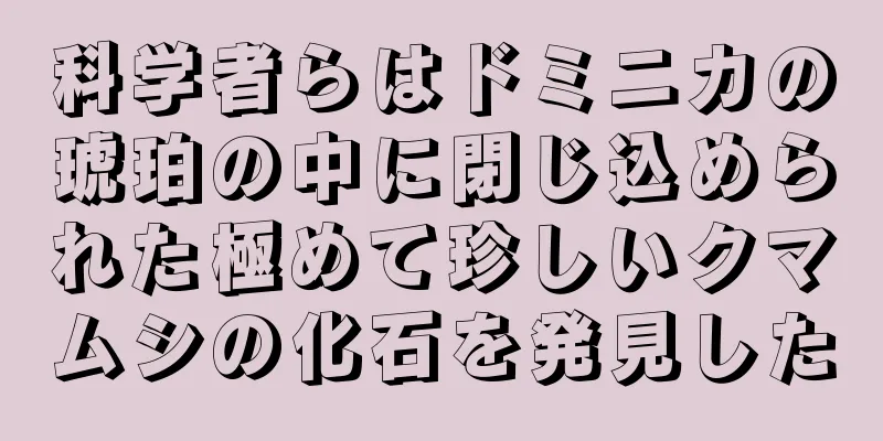 科学者らはドミニカの琥珀の中に閉じ込められた極めて珍しいクマムシの化石を発見した