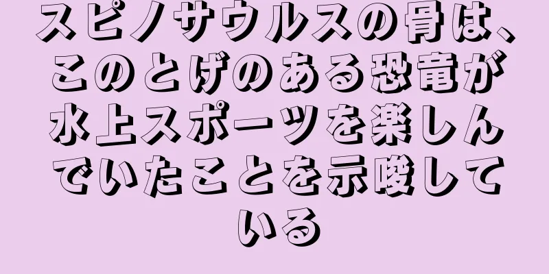 スピノサウルスの骨は、このとげのある恐竜が水上スポーツを楽しんでいたことを示唆している