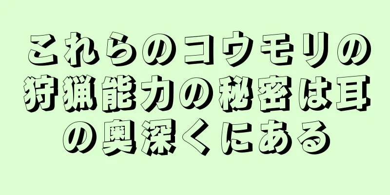これらのコウモリの狩猟能力の秘密は耳の奥深くにある