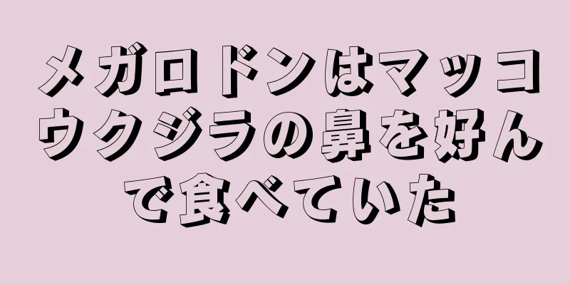 メガロドンはマッコウクジラの鼻を好んで食べていた
