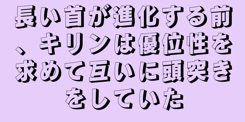 長い首が進化する前、キリンは優位性を求めて互いに頭突きをしていた