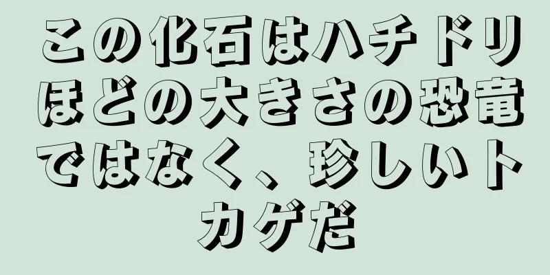 この化石はハチドリほどの大きさの恐竜ではなく、珍しいトカゲだ