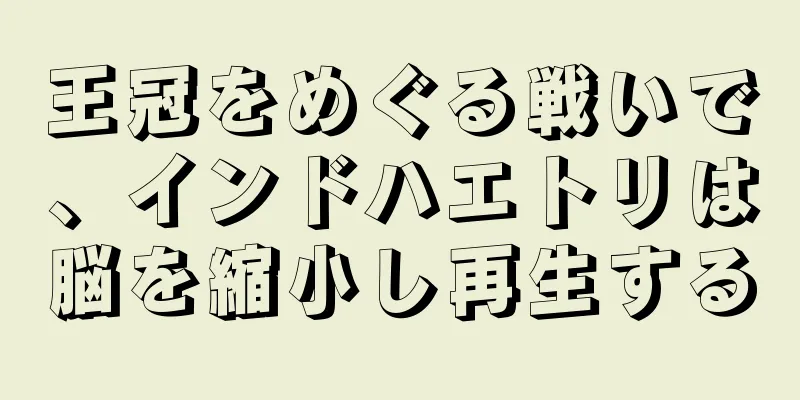 王冠をめぐる戦いで、インドハエトリは脳を縮小し再生する
