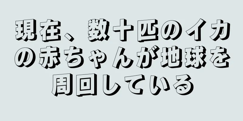 現在、数十匹のイカの赤ちゃんが地球を周回している
