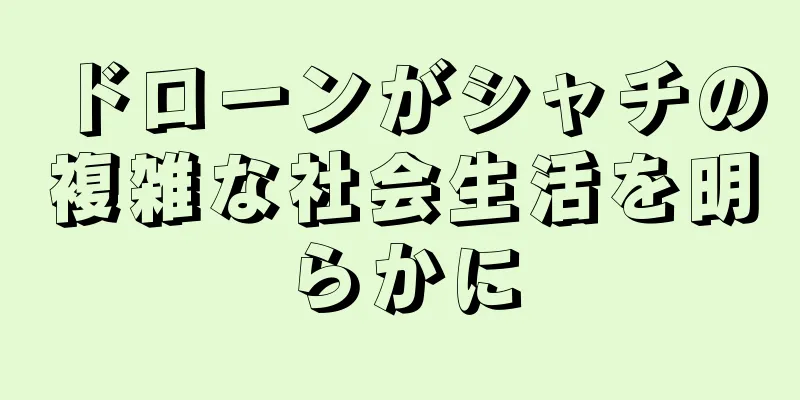 ドローンがシャチの複雑な社会生活を明らかに