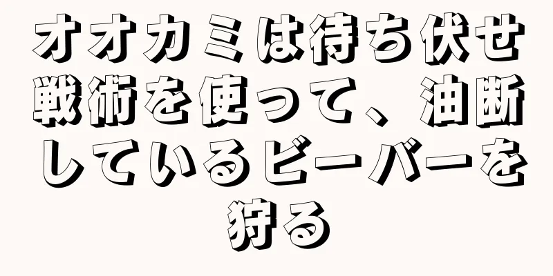 オオカミは待ち伏せ戦術を使って、油断しているビーバーを狩る