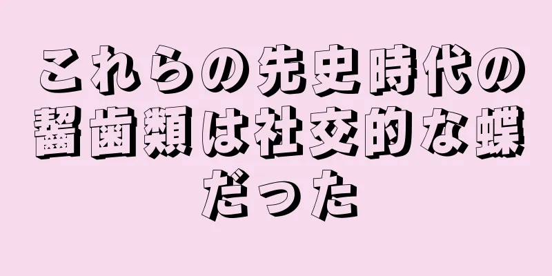 これらの先史時代の齧歯類は社交的な蝶だった