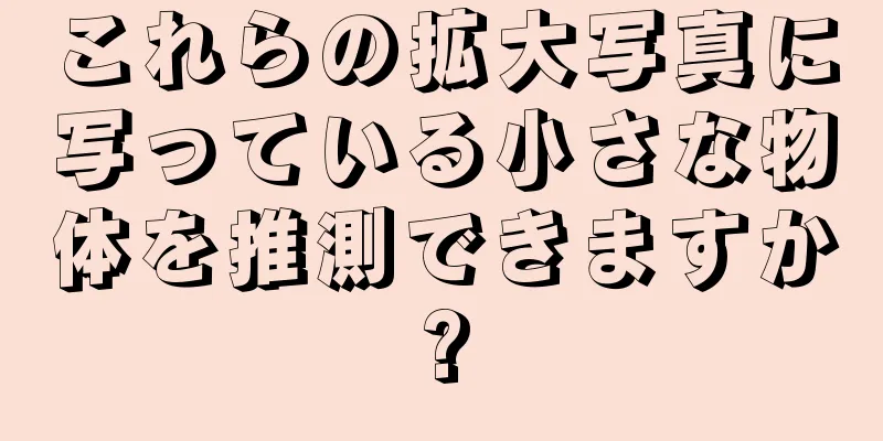これらの拡大写真に写っている小さな物体を推測できますか?