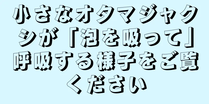 小さなオタマジャクシが「泡を吸って」呼吸する様子をご覧ください