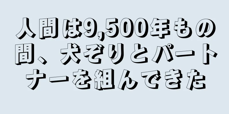 人間は9,500年もの間、犬ぞりとパートナーを組んできた