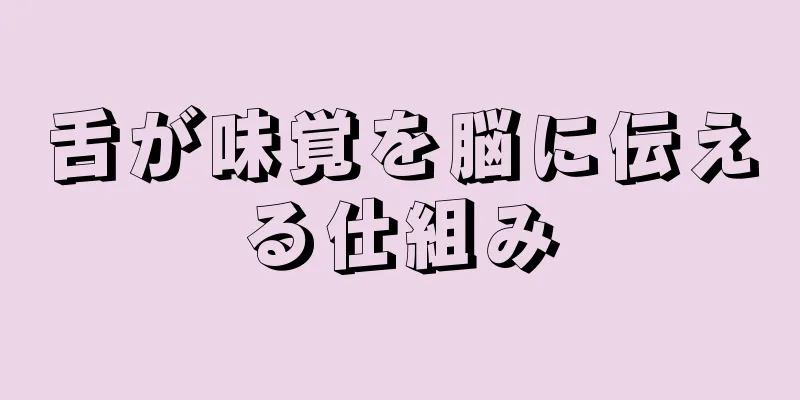 舌が味覚を脳に伝える仕組み