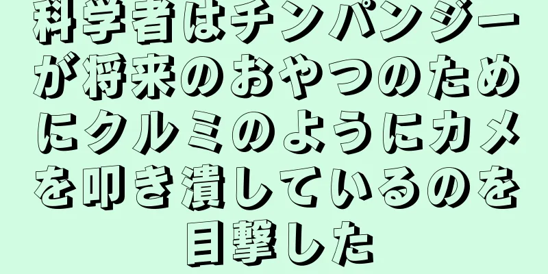 科学者はチンパンジーが将来のおやつのためにクルミのようにカメを叩き潰しているのを目撃した
