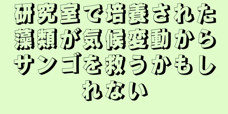 研究室で培養された藻類が気候変動からサンゴを救うかもしれない