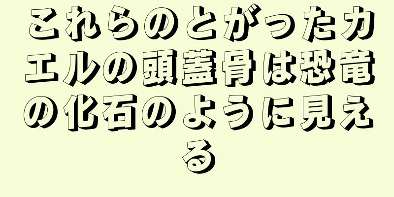 これらのとがったカエルの頭蓋骨は恐竜の化石のように見える