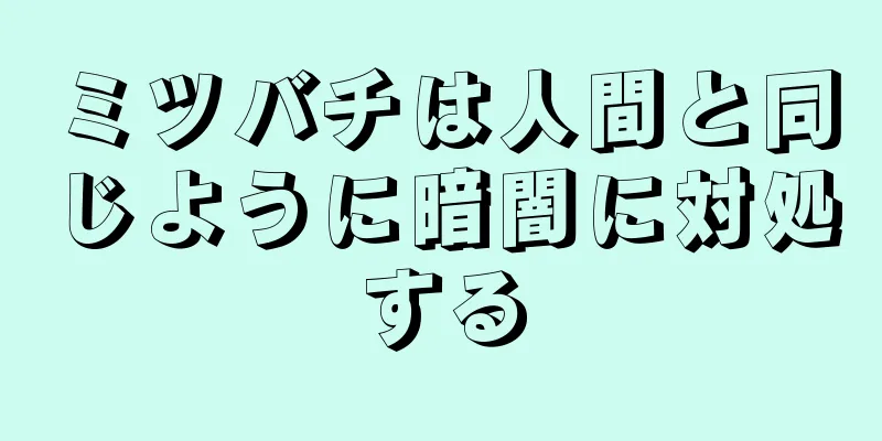 ミツバチは人間と同じように暗闇に対処する