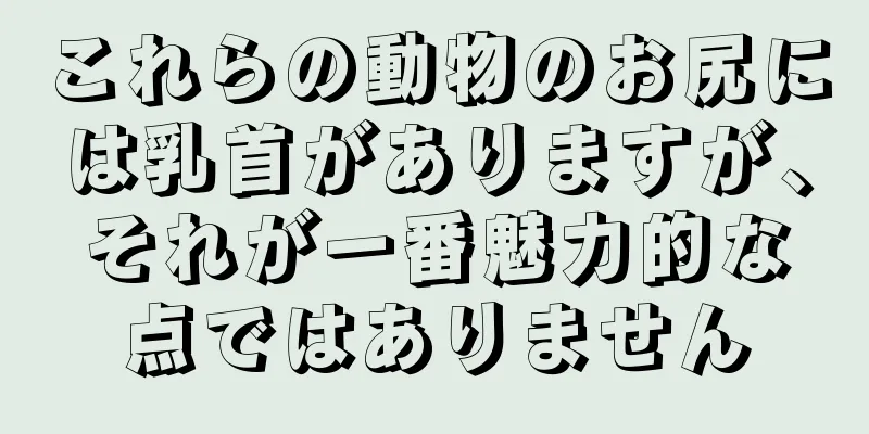 これらの動物のお尻には乳首がありますが、それが一番魅力的な点ではありません