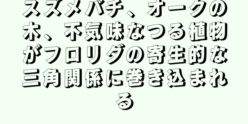 スズメバチ、オークの木、不気味なつる植物がフロリダの寄生的な三角関係に巻き込まれる