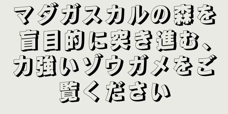 マダガスカルの森を盲目的に突き進む、力強いゾウガメをご覧ください