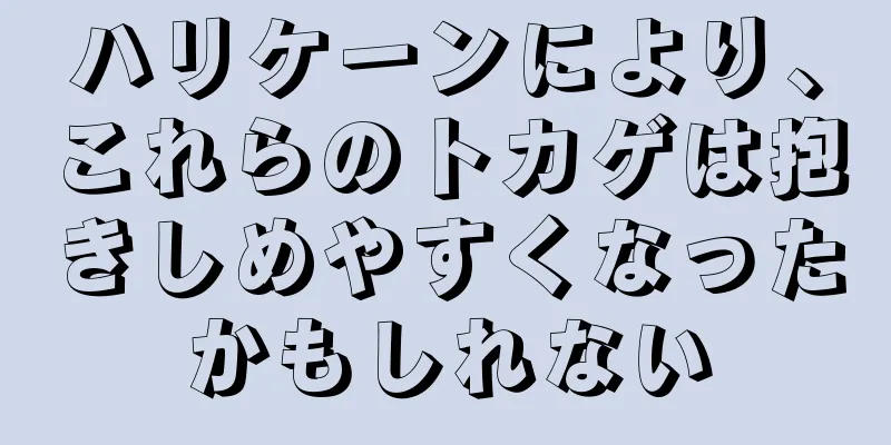 ハリケーンにより、これらのトカゲは抱きしめやすくなったかもしれない