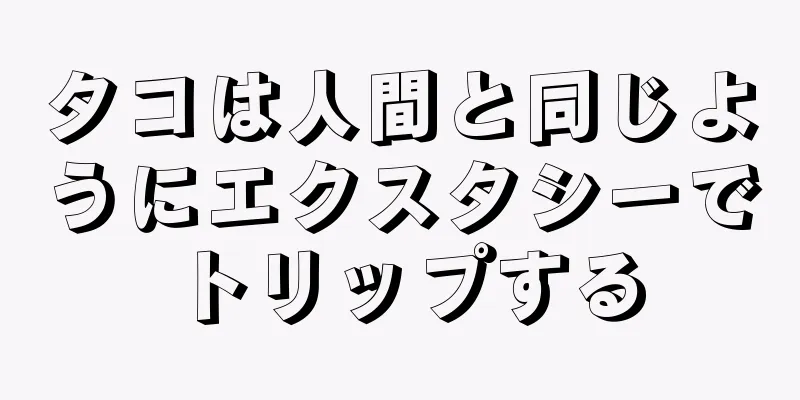 タコは人間と同じようにエクスタシーでトリップする