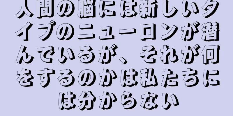 人間の脳には新しいタイプのニューロンが潜んでいるが、それが何をするのかは私たちには分からない